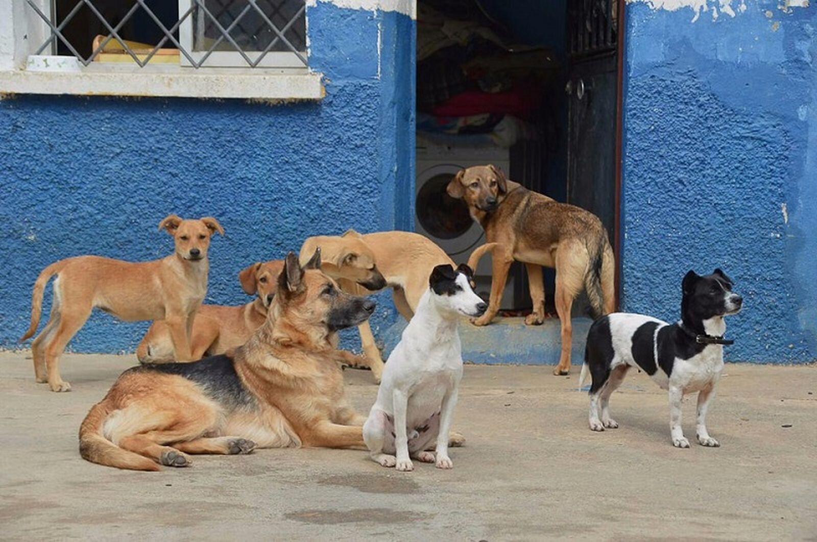 4324_protectora-de-animales_003ewb