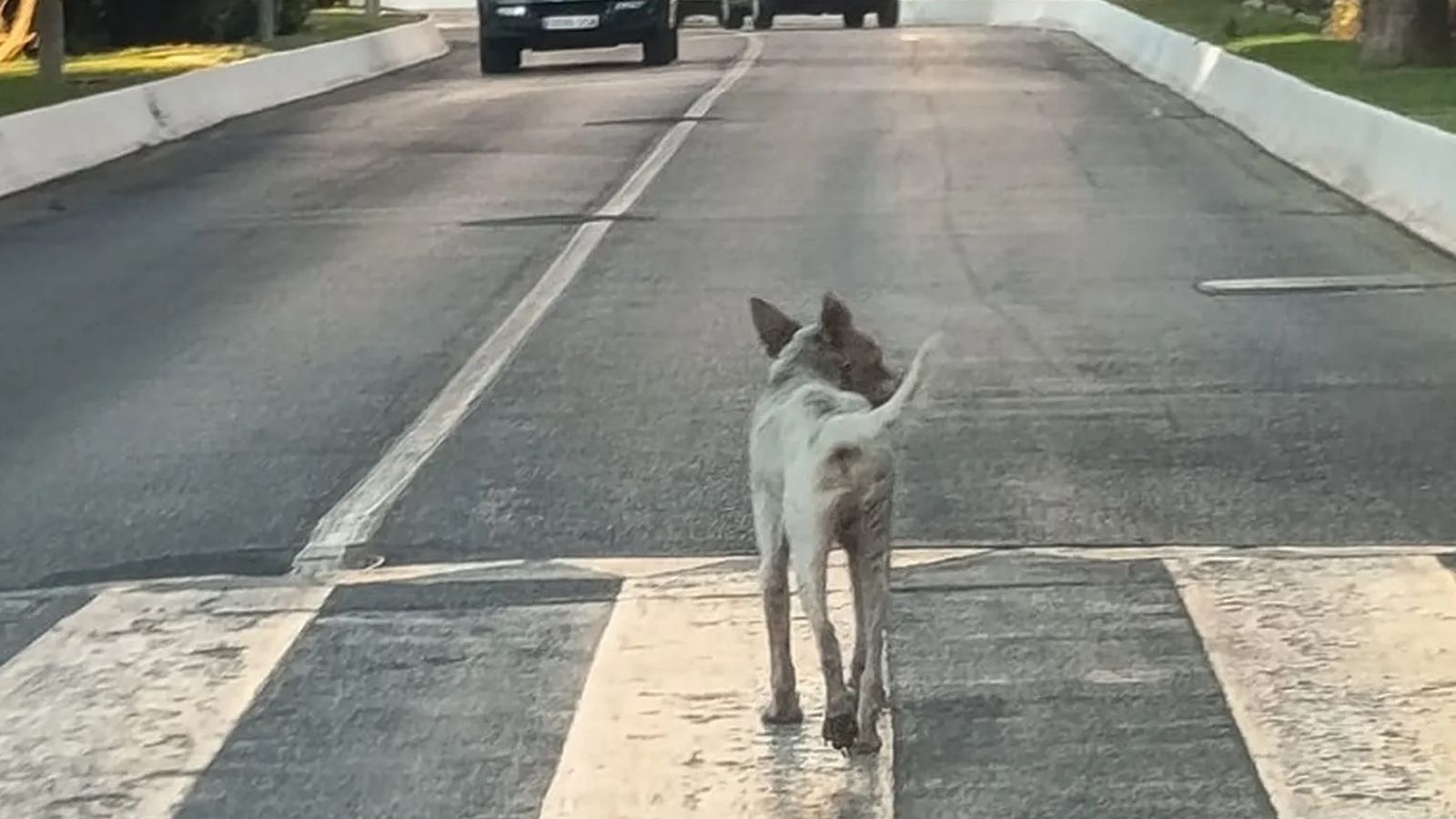 Perro con rabia antes de ser capturado.
