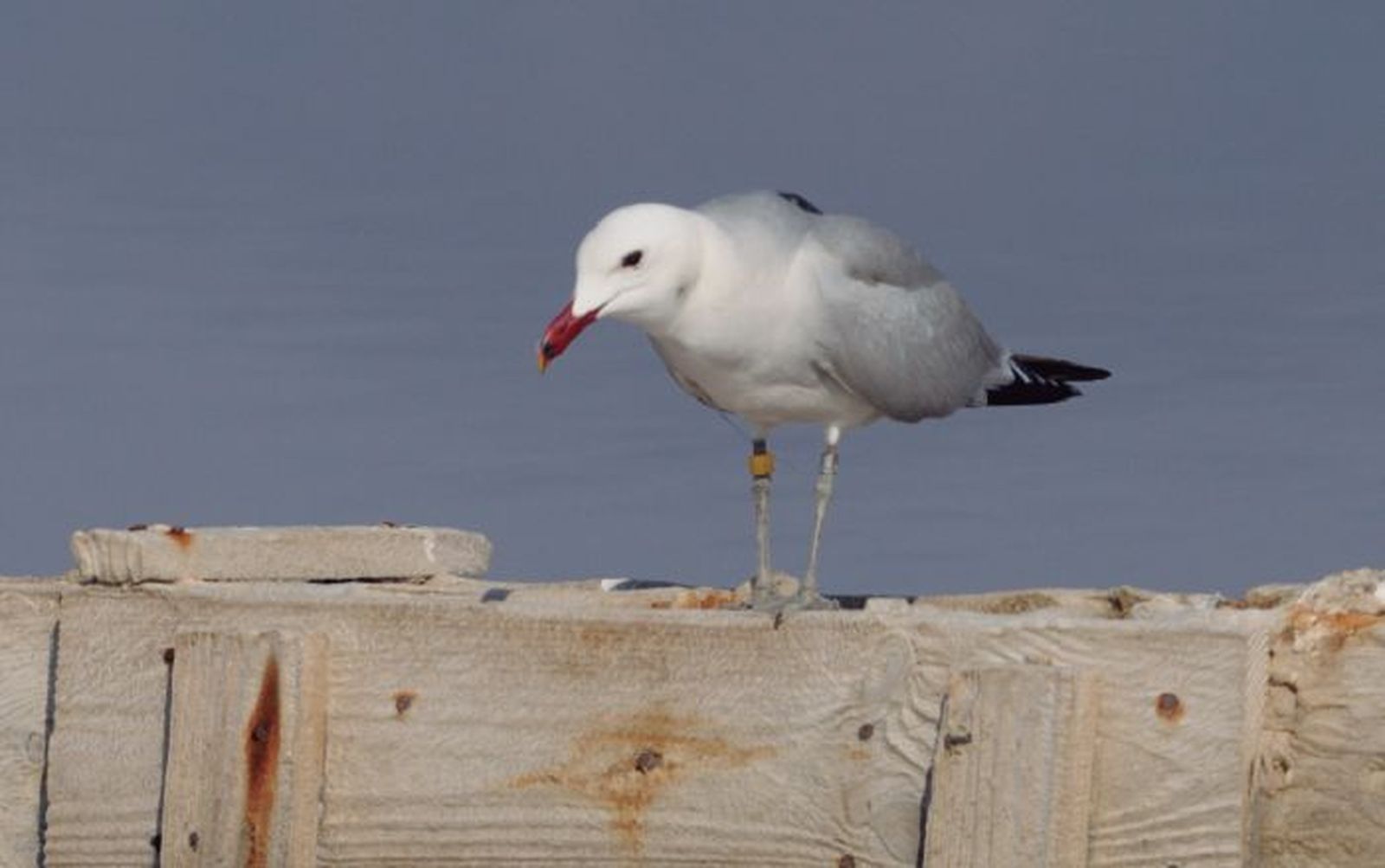 Un ejemplar de gaviota de Audouin adulta