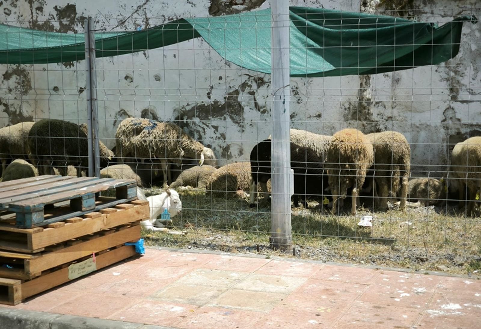 Borregos en el matadero de Recinto. / FOTO NICOL’S