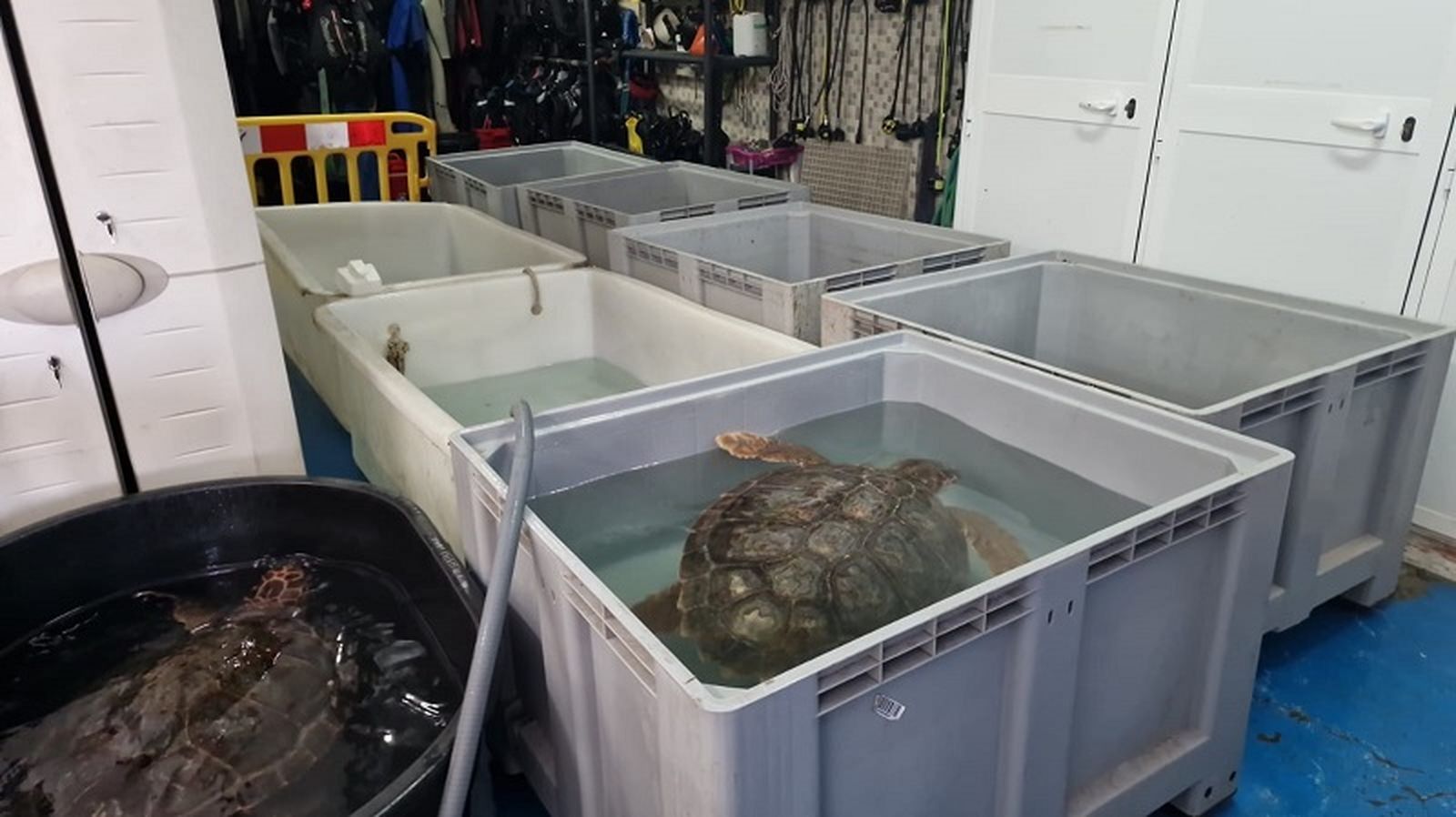 El CECAM se dedica al rescate de tortugas en las costas ceutíes de manera altruista. / FOTOS EL PUEBLO