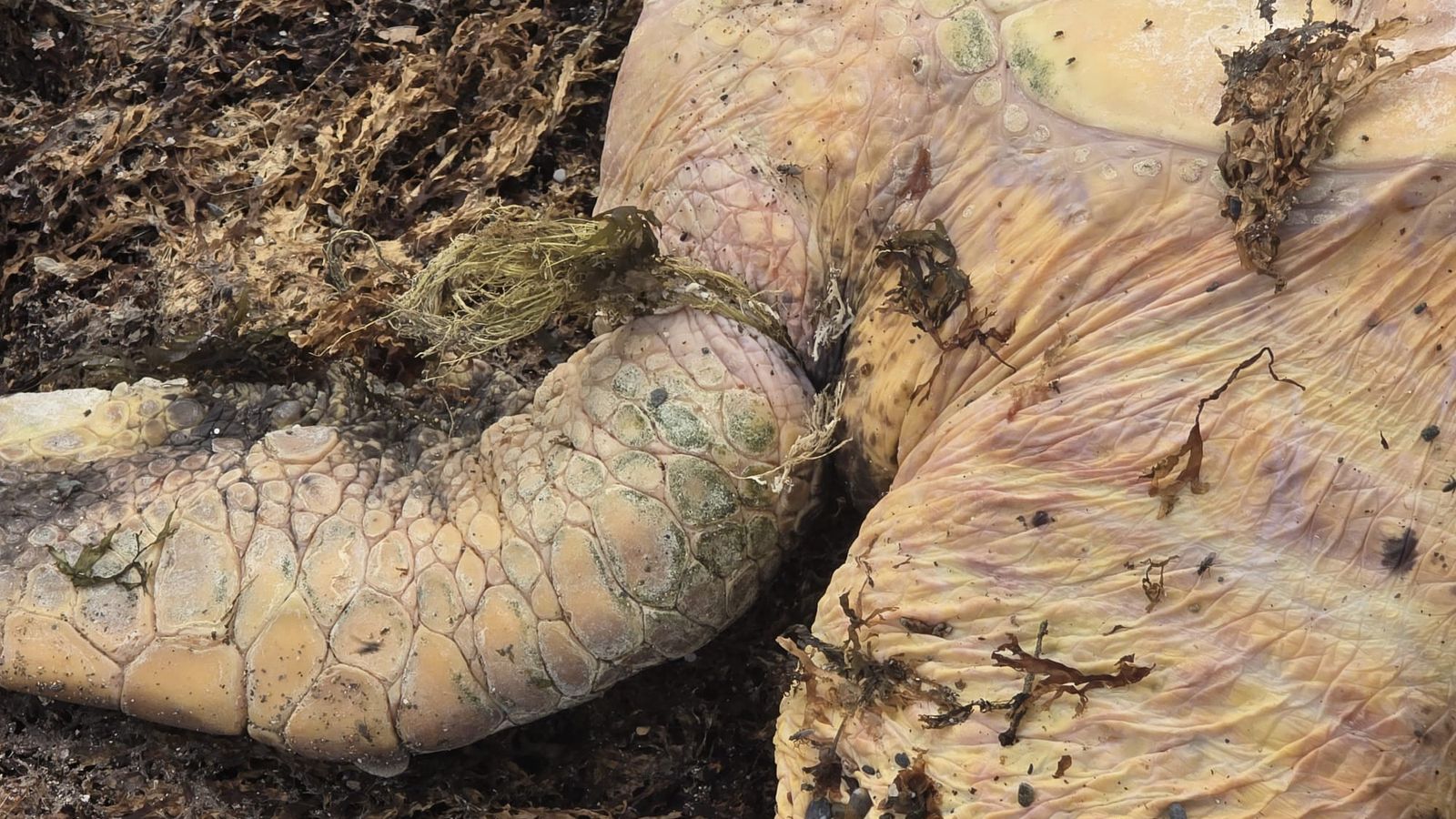 Aleta delantera en la que se encontraba enganchada la tortuga por una red
