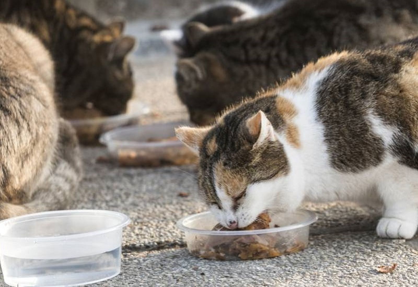 9564_gato_comida_003