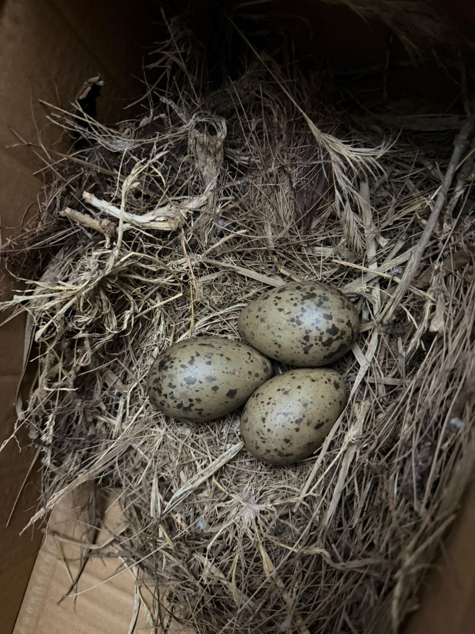 DAUBMA denuncia la retirada de un nido de gaviota con crías en el solar del Portuario