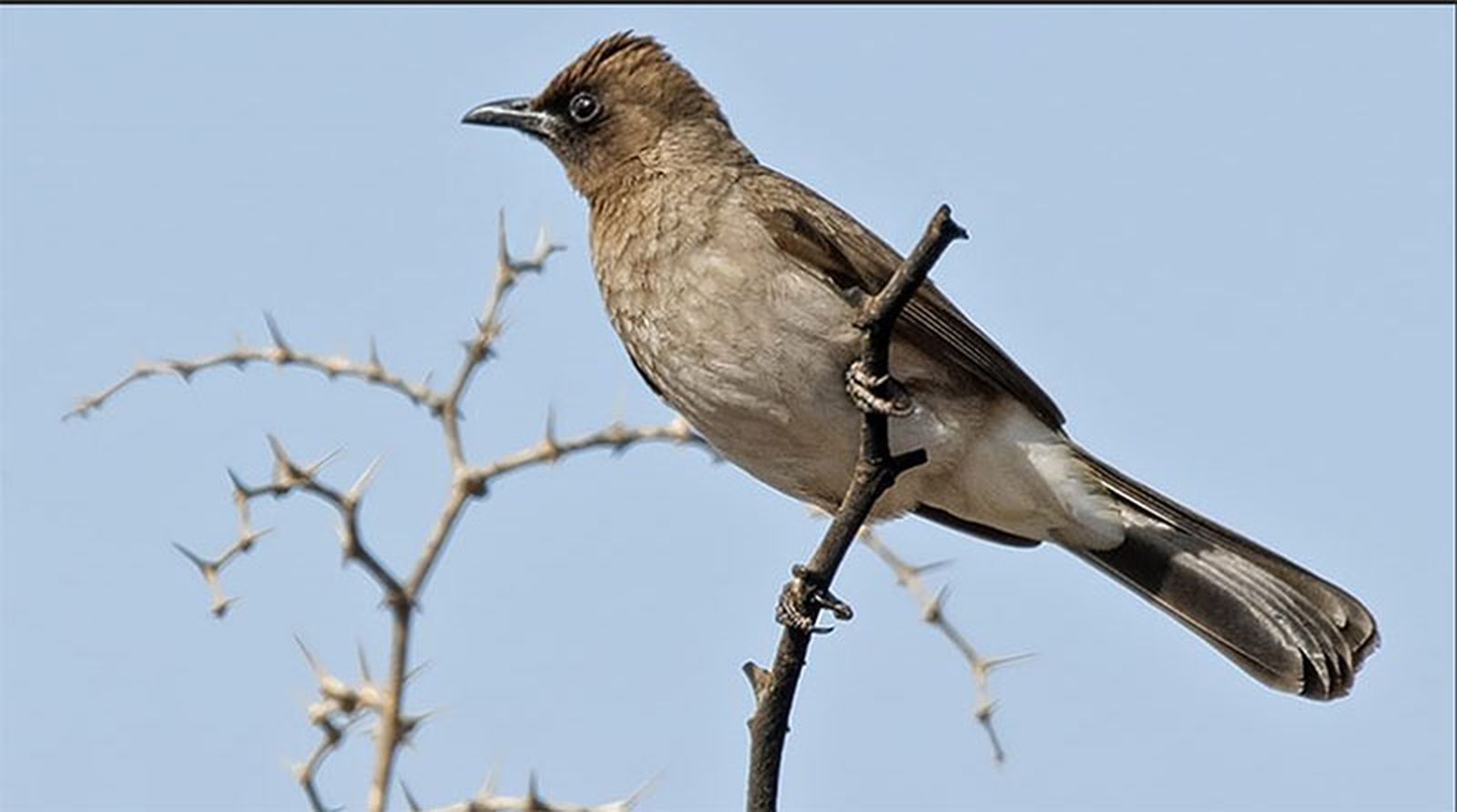 Bulbul naranjero/FOTO SEO-BIRDLIFE