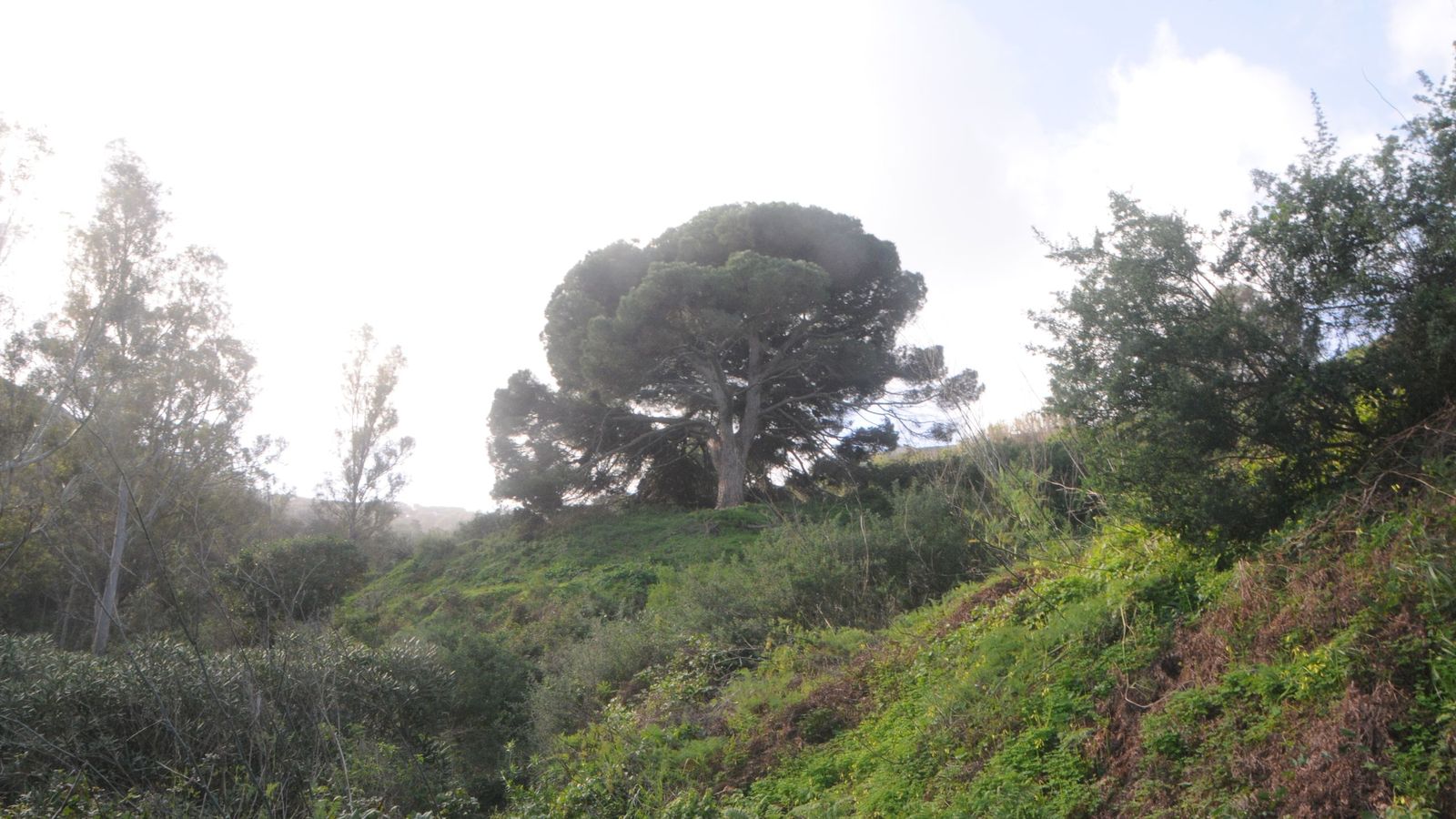 Un clamor ecologista reclama una actuación urgente para salvar el pino bicentenario de Calamocarro