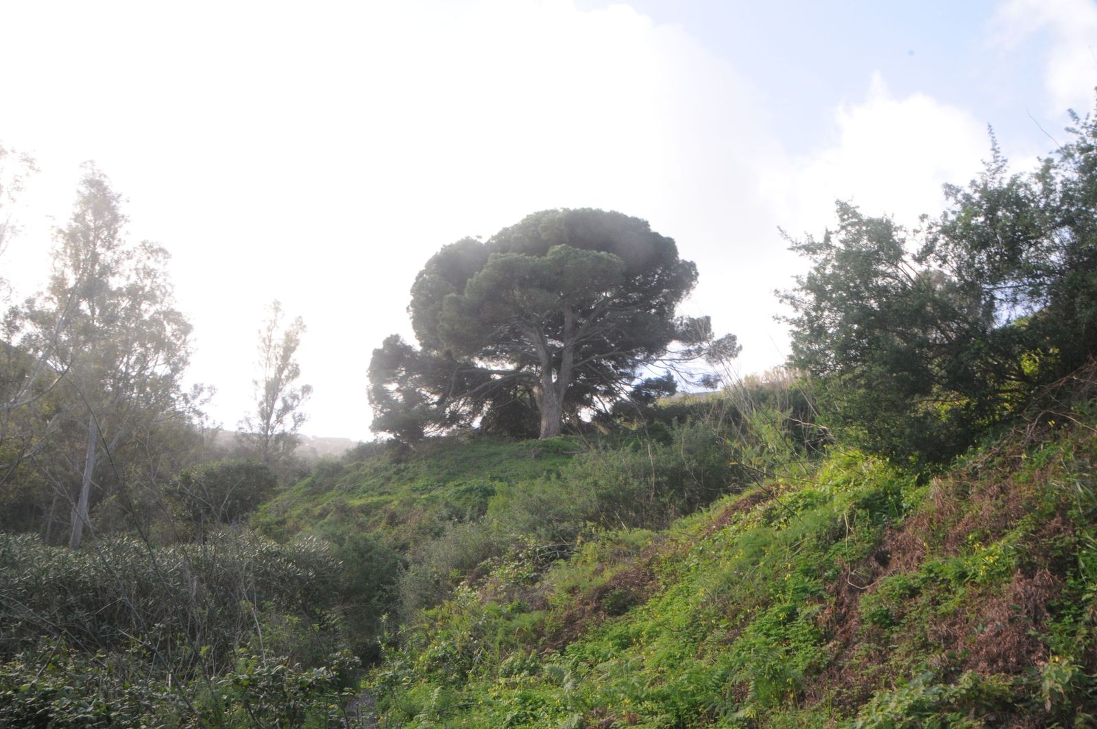 Pino bicentenario de Calamocarro