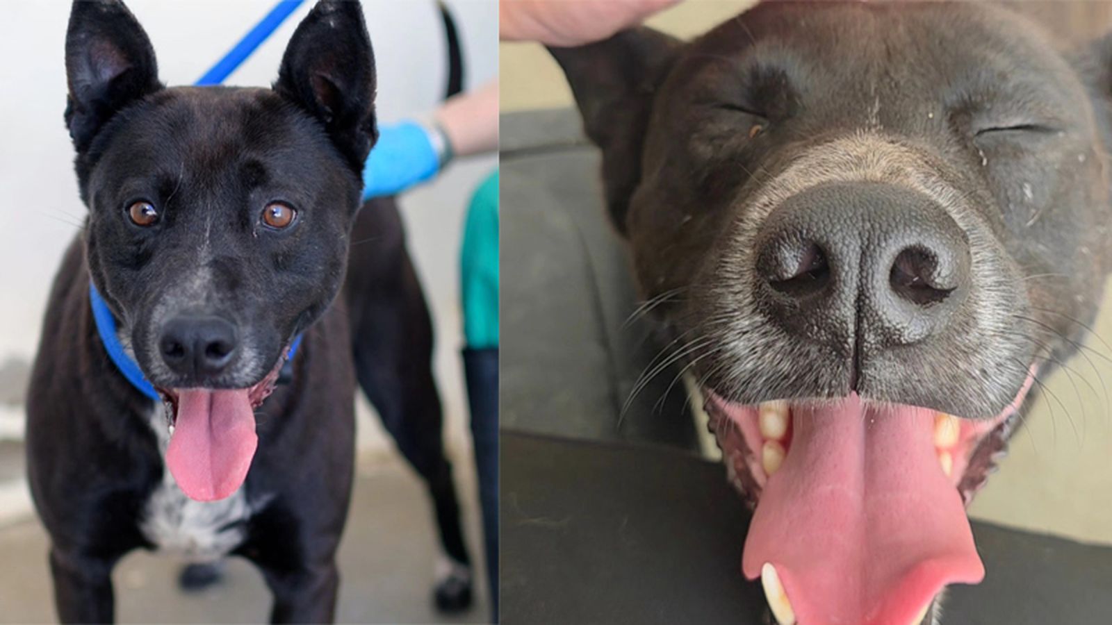 FOTO ZOOSANITARIO DE CEUTA