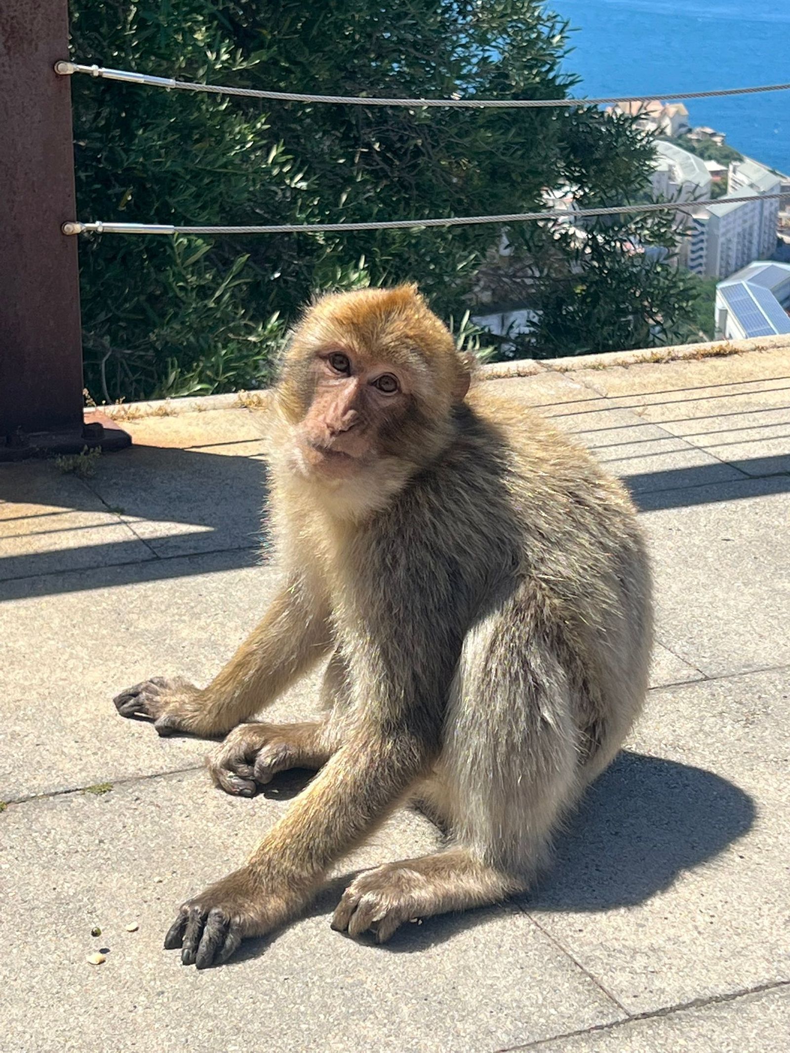 Un mono como los habituales que se ven por Gibraltar.