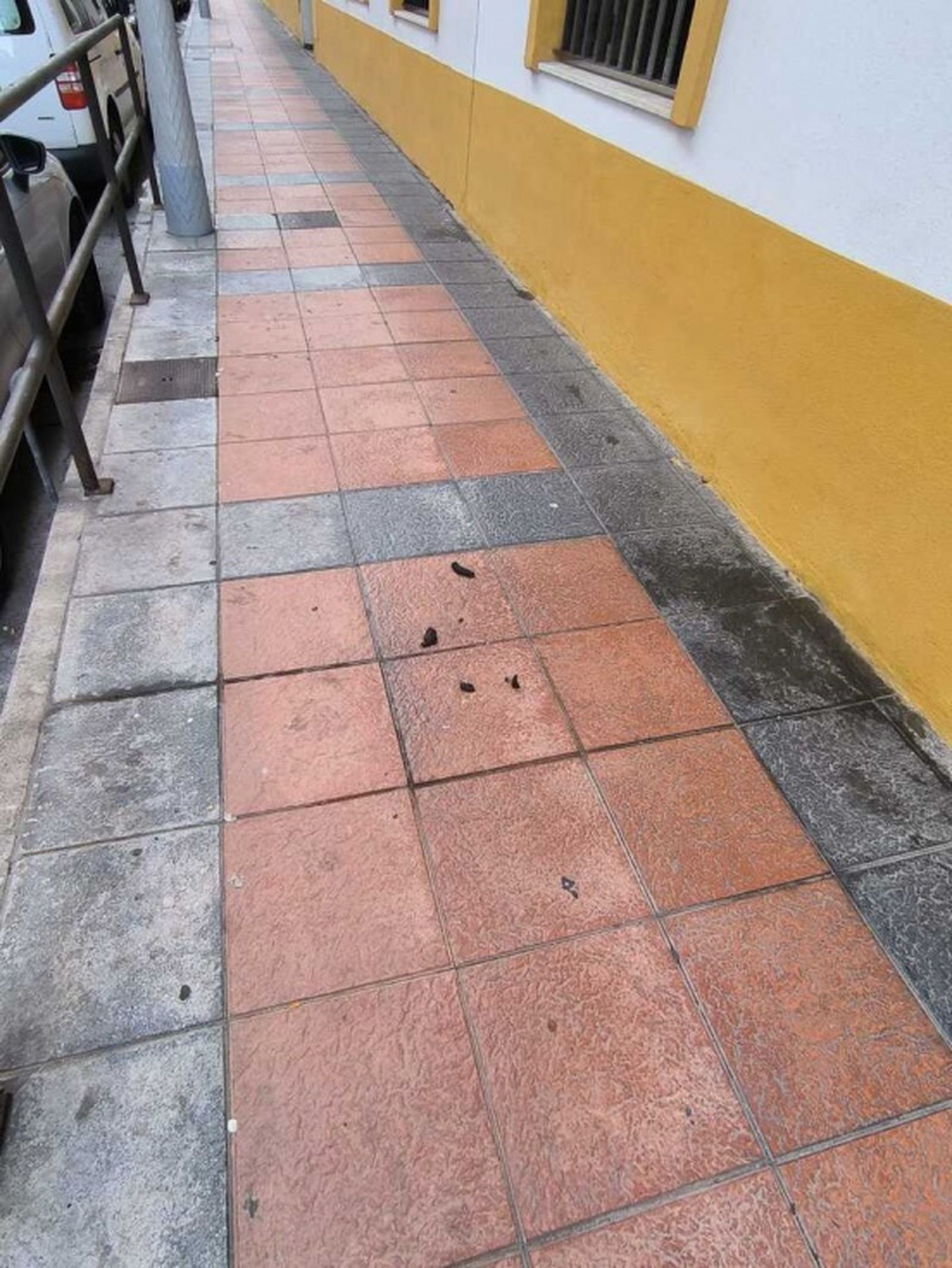 Excrementos de perro en el área de las 108 viviendas. / FOTO NICOL'S