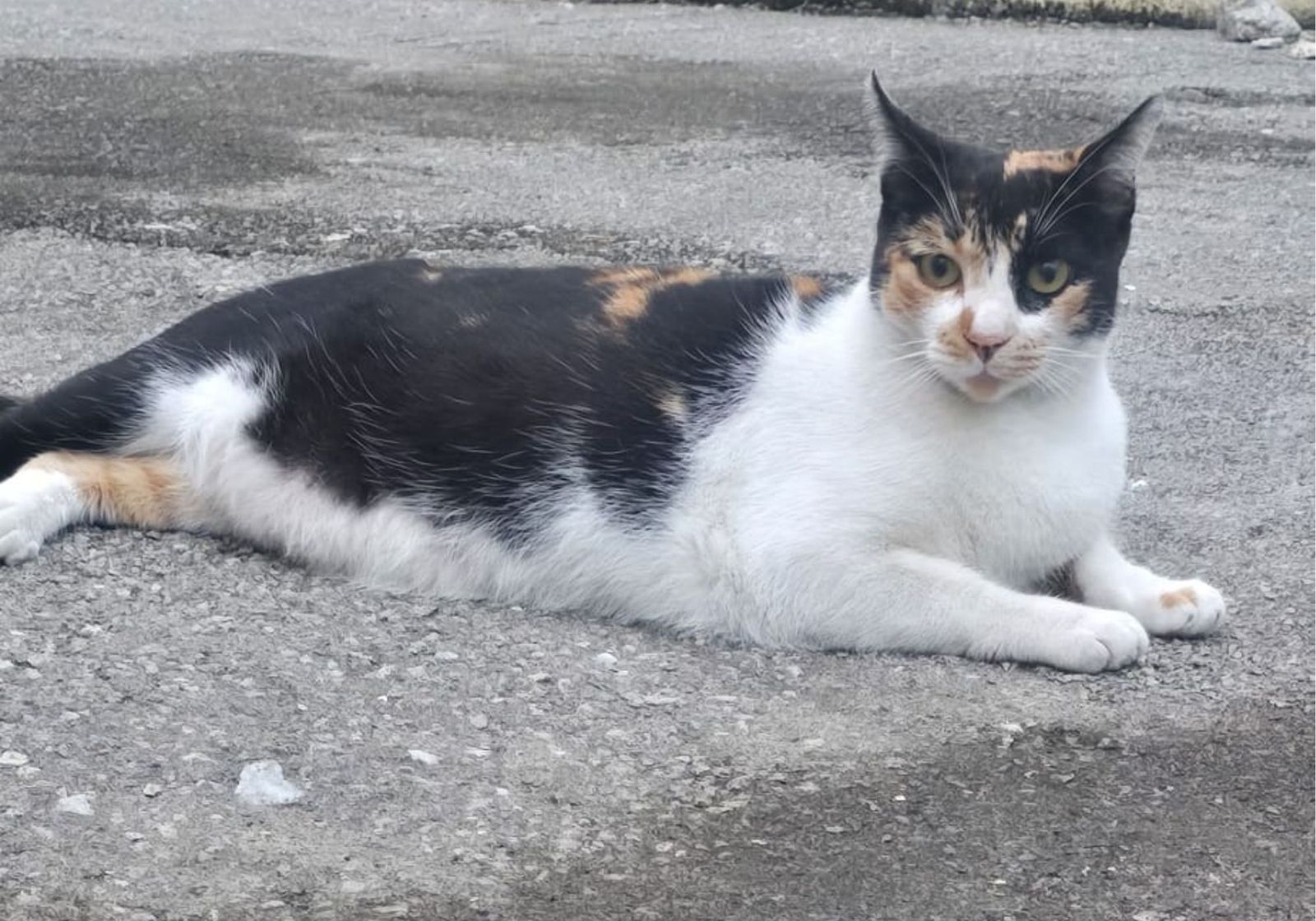 Luna, la gata perdida en Miramar Bajo