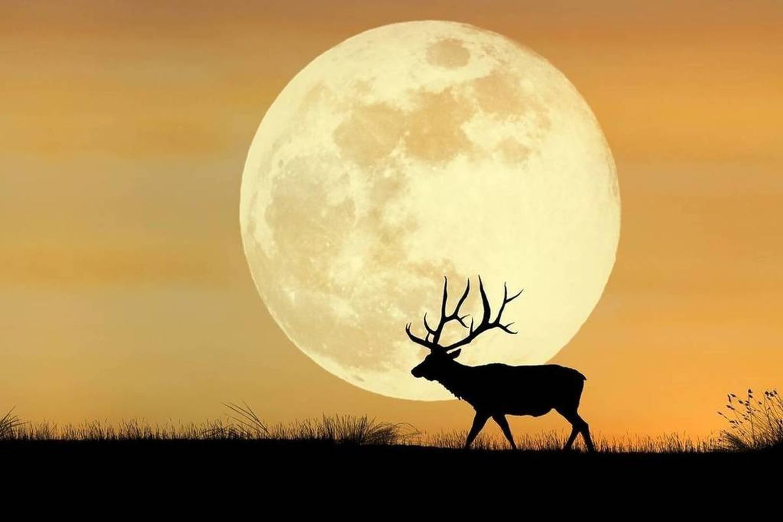 La Luna del Ciervo marcará una de las noches más especiales del verano