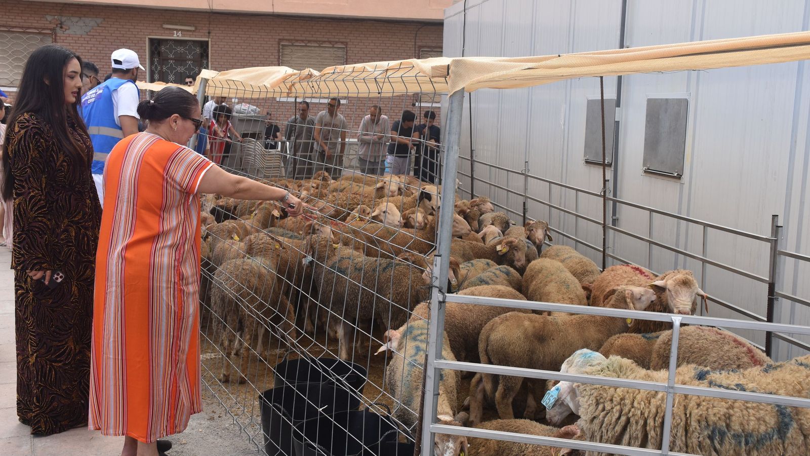 Una mujer señalando su borrego en el matadero de Hadú