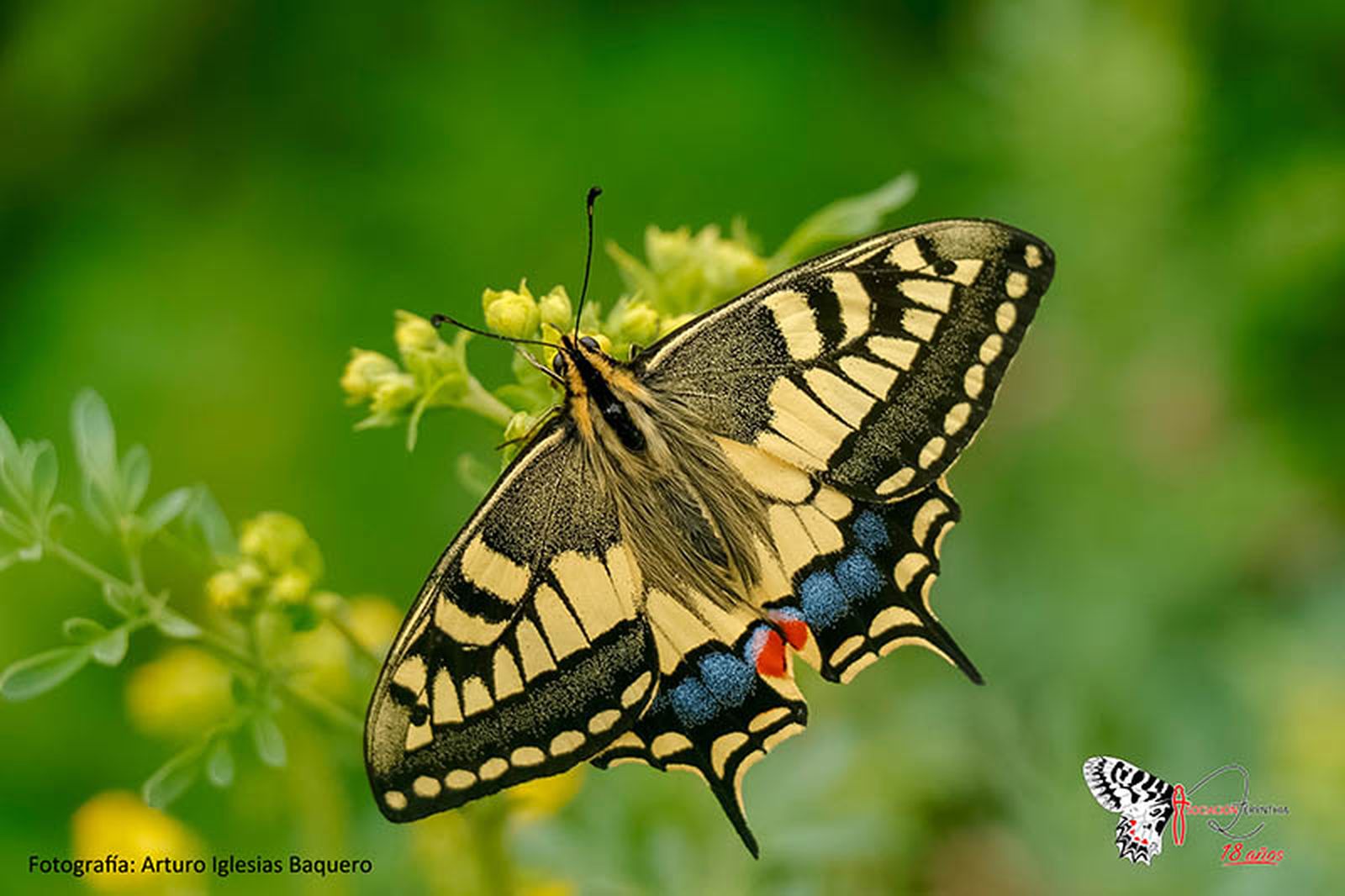 FOTO ARTURO IGLESIAS