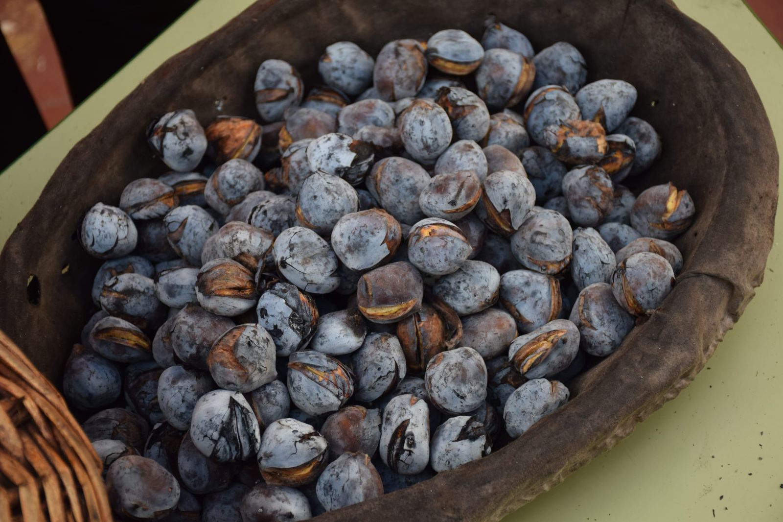 FOTGALERÍA | El Castañero visita el CEIP Ortega y Gasset y continúa su ruta por varios colegios de Ceuta
