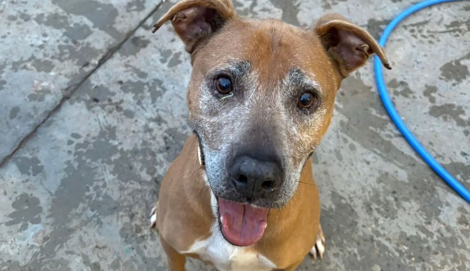 Las personas interesadas en darle un hogar pueden contactar con la Protectora de Animales y Plantas de Ceuta a través del teléfono 686 734 616