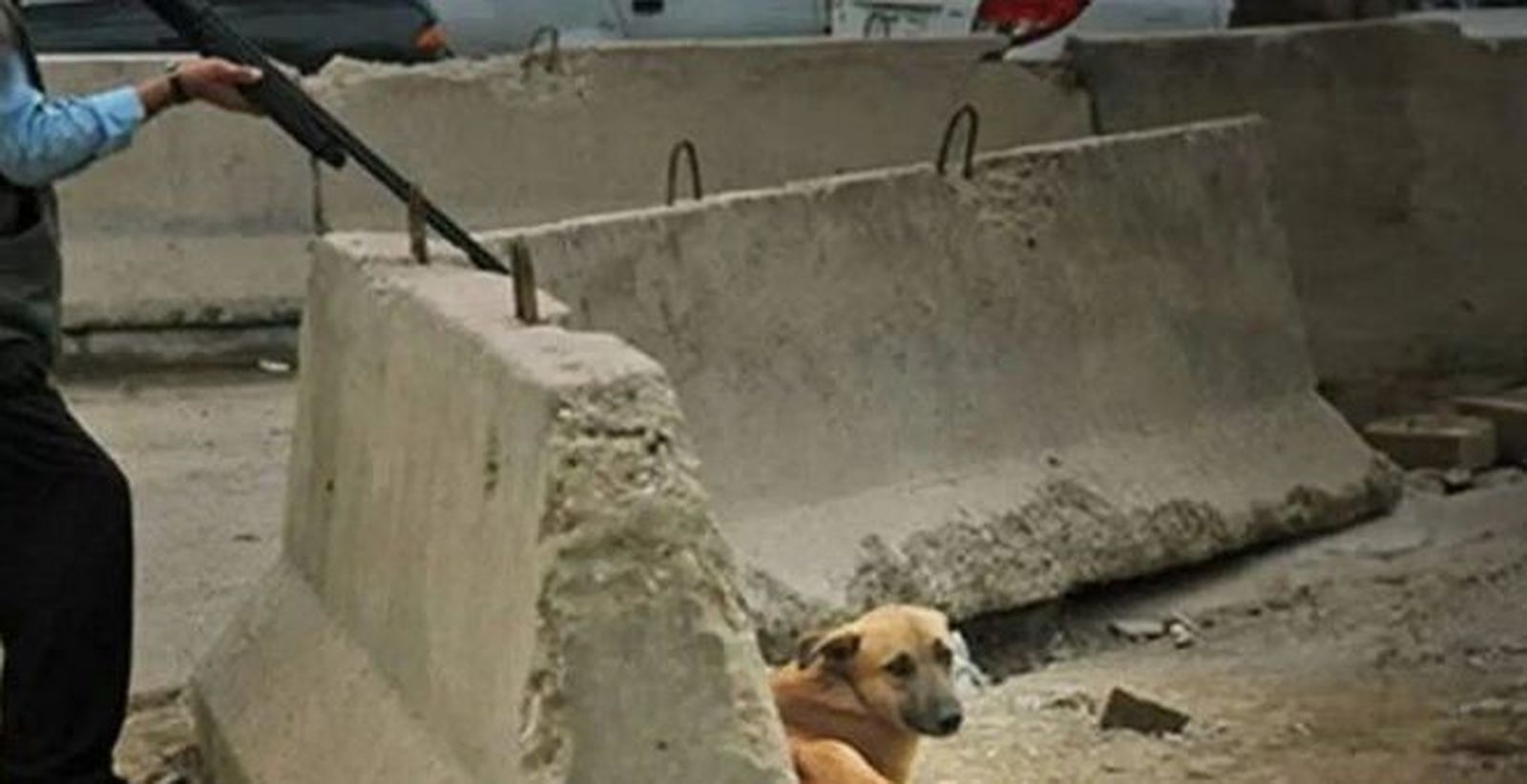 9401_perros-marruecos
