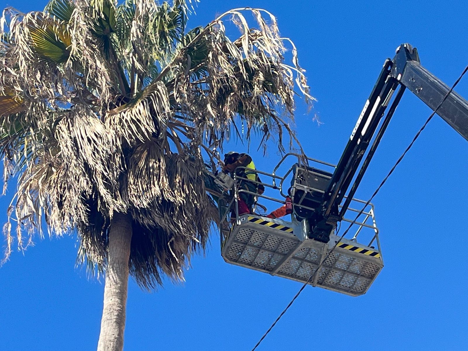 EL mantenimiento y cuidado de las palmeras es constante en Ceuta