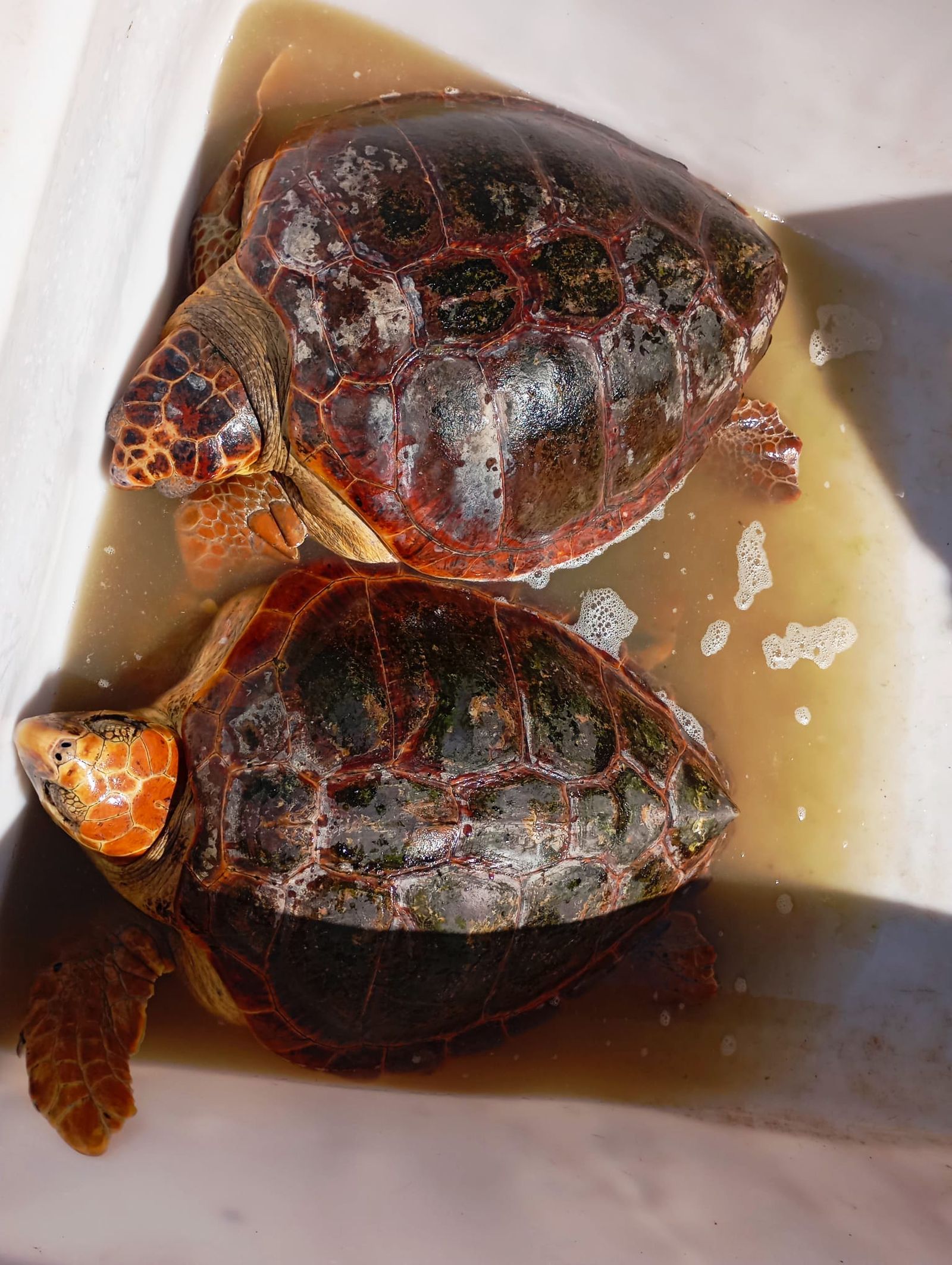 Bonita mañana ecológica en la playa de San Amaro