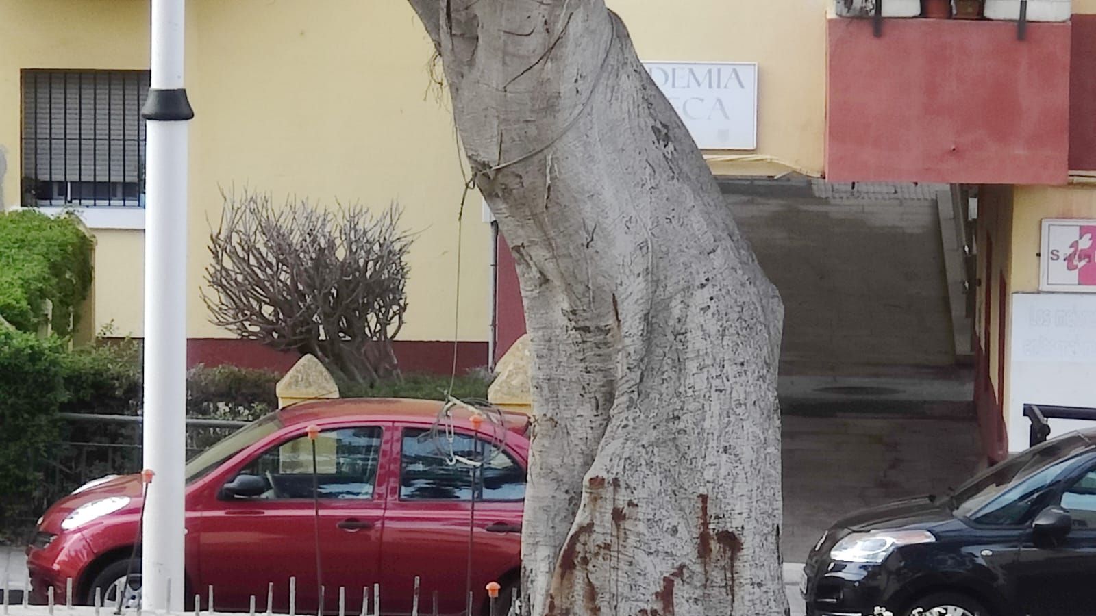 Otro de los árboles afectados