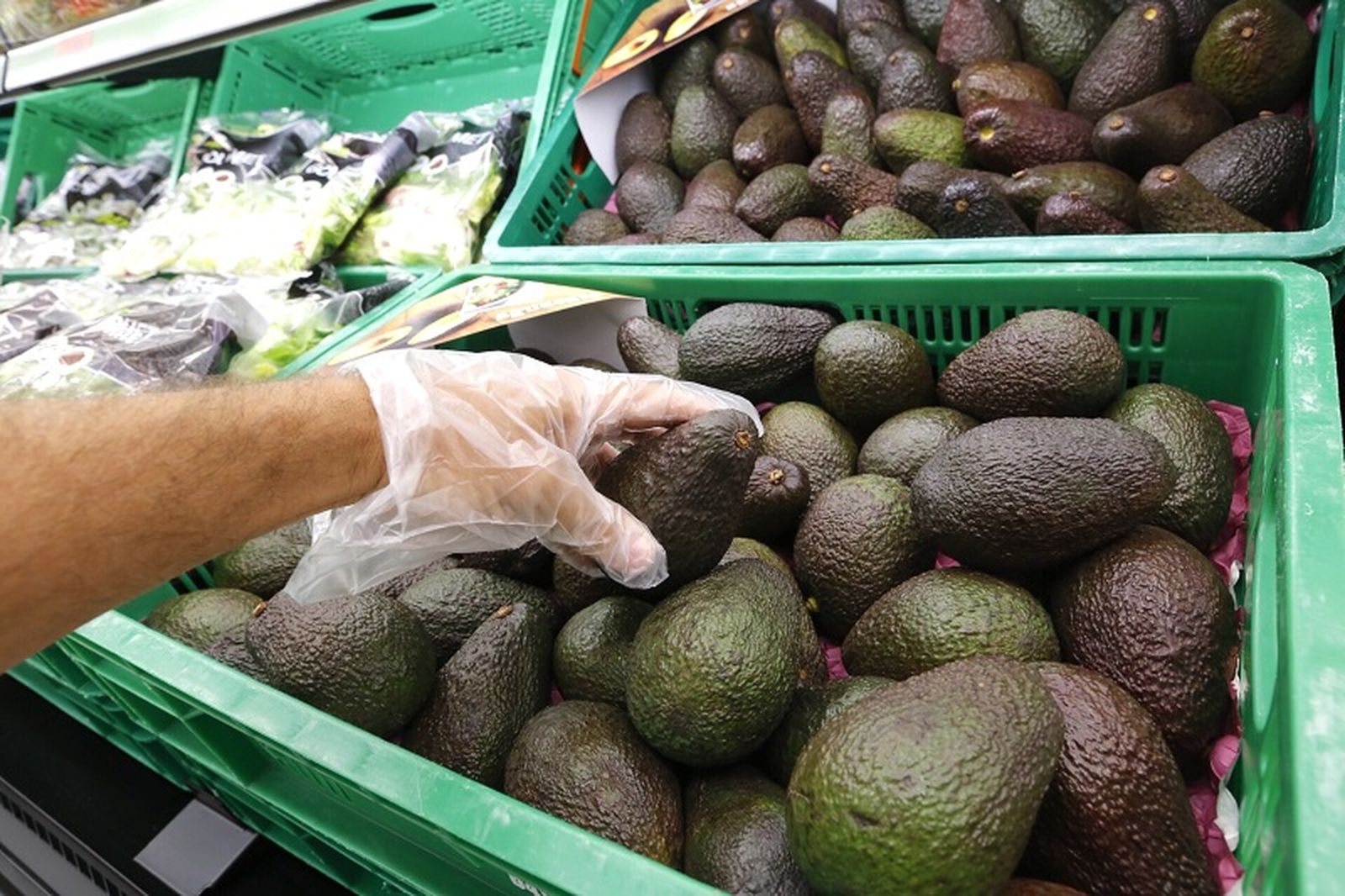 4000_aguacate-2-1web 4000_aguacate-2-1web