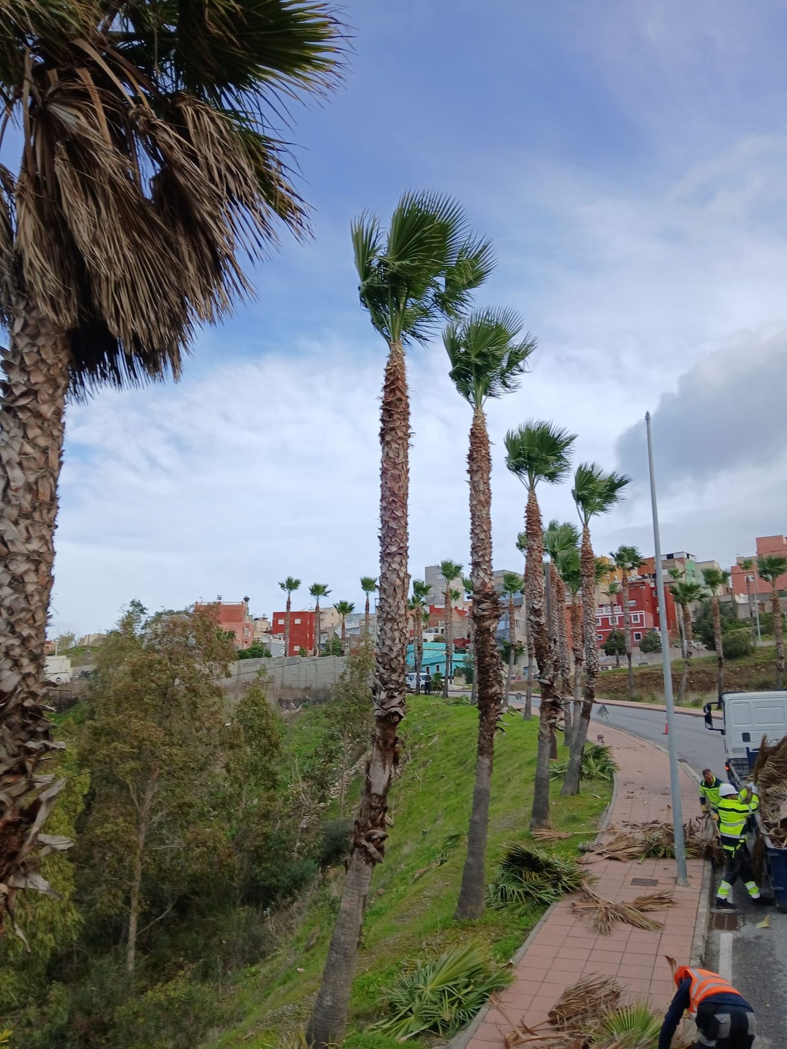 Trabajos de mantenimiento en más de 1.400 palmeras de la ciudad desde el pasado mes de octubre
