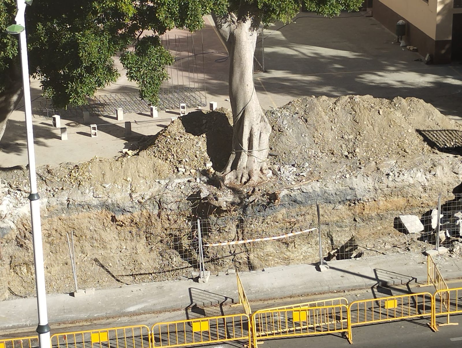 Ficus afectado por las obras