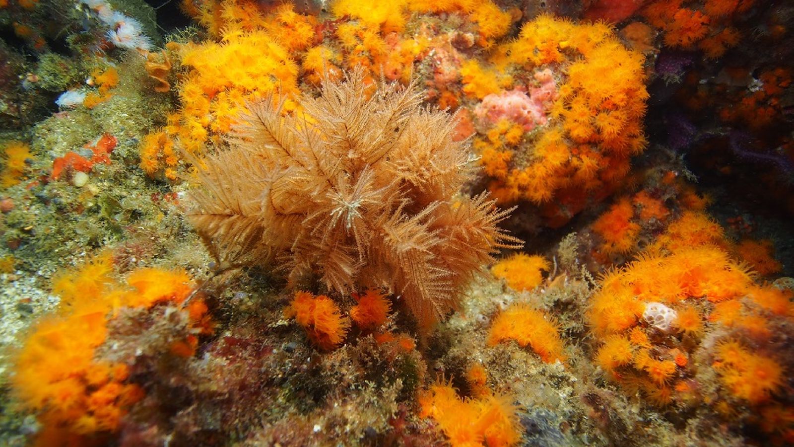 Dos especies de corales negros en la zona de Punta Almina entre 50 y 60 metros de profundidad