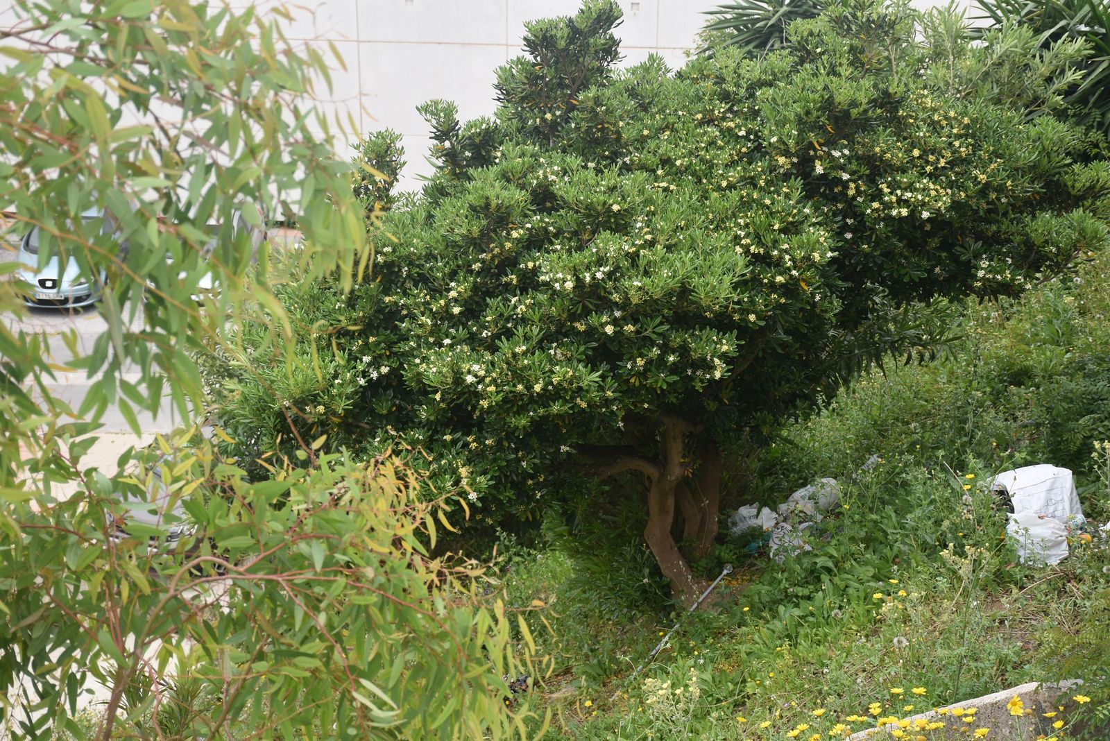 Los vecinos de Miramar Alto denuncian el abandono de una vaguada llena de basura y ratas