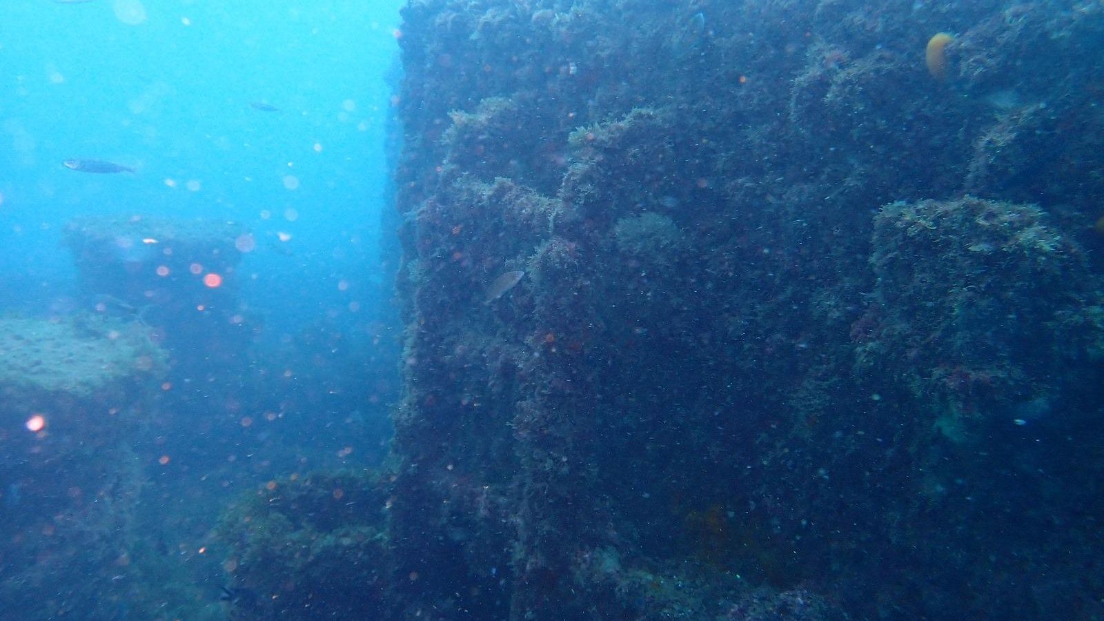 Parte de las vistas submarinas que pudieron disfrutar los buceadores ceutíes Parte de las vistas submarinas que pudieron disfrutar los buceadores ceutíes