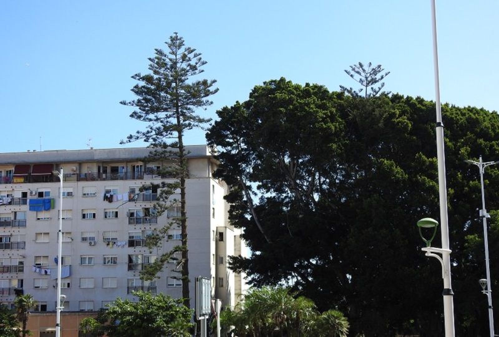 Árboles en Ceuta