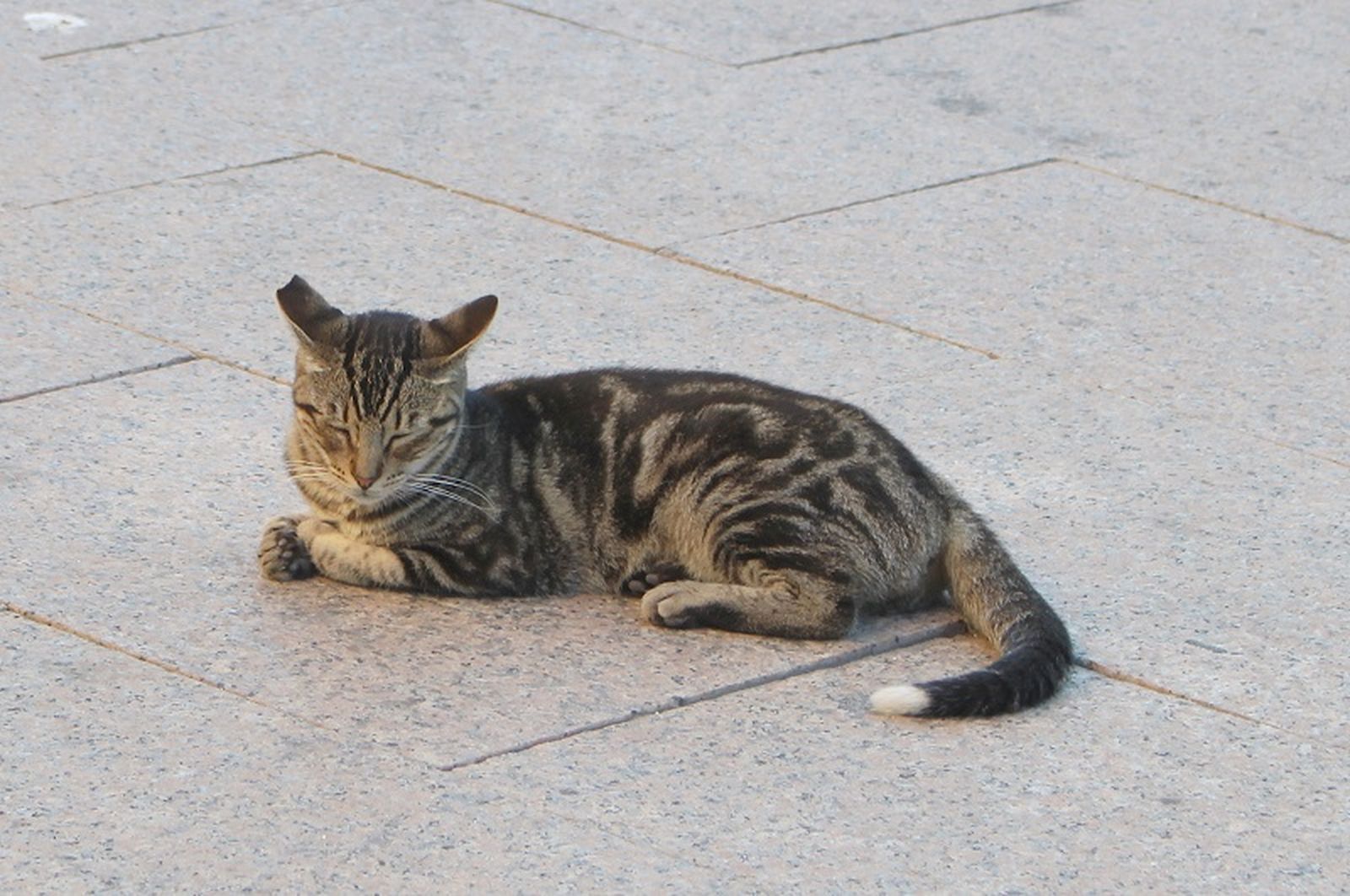 3558_gato_001web
