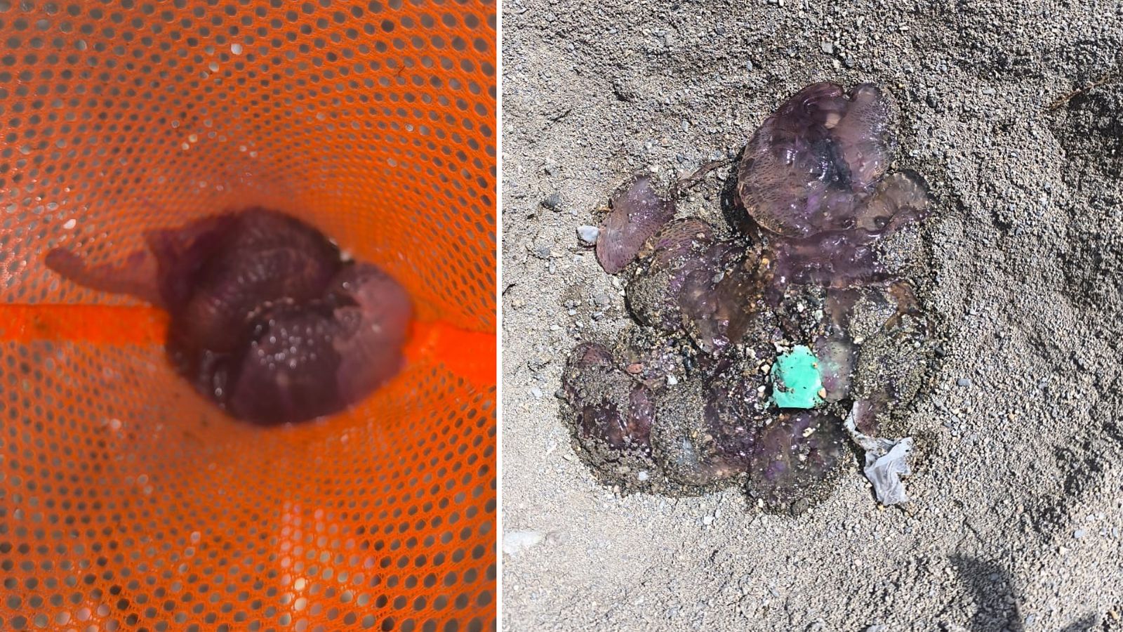 Medusas en las playas