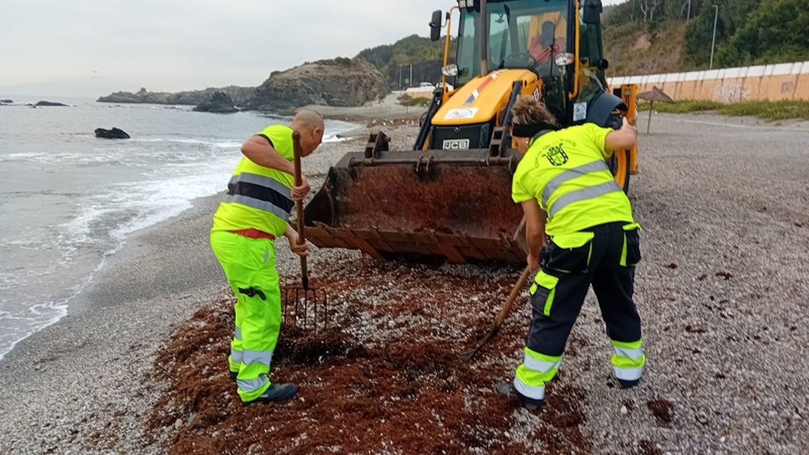 Limpieza de algas de la playa de Calamocarro