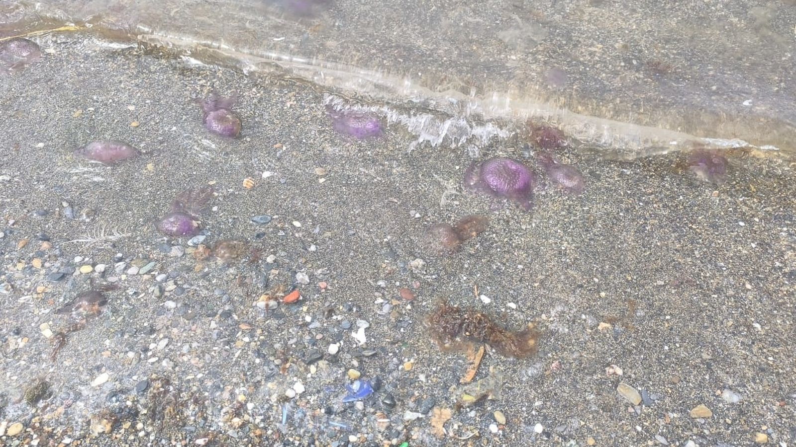 Medusas en las playas