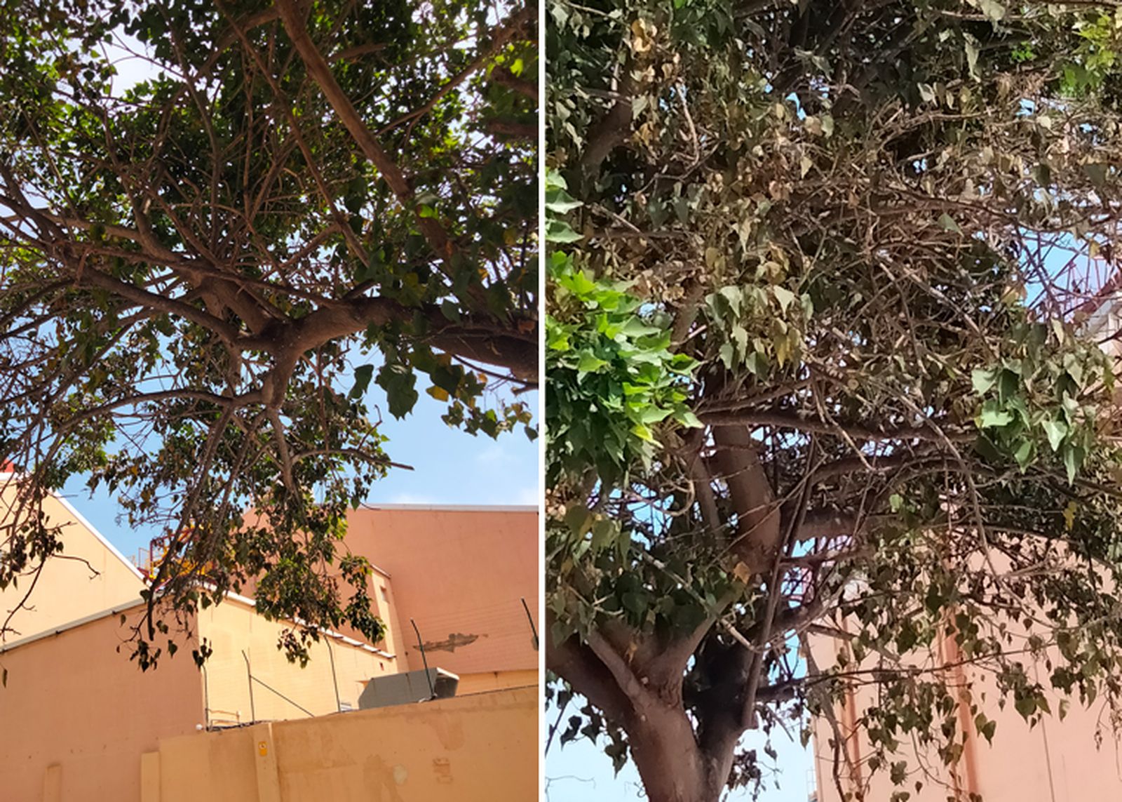 Dos de los árboles señalados por los ecologistas
