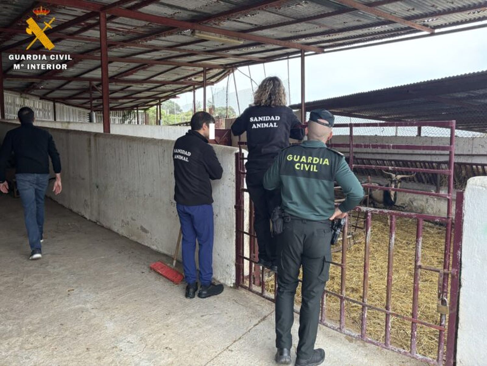 Miembros de la Guardia Civil y del servicio de Sanidad Animal