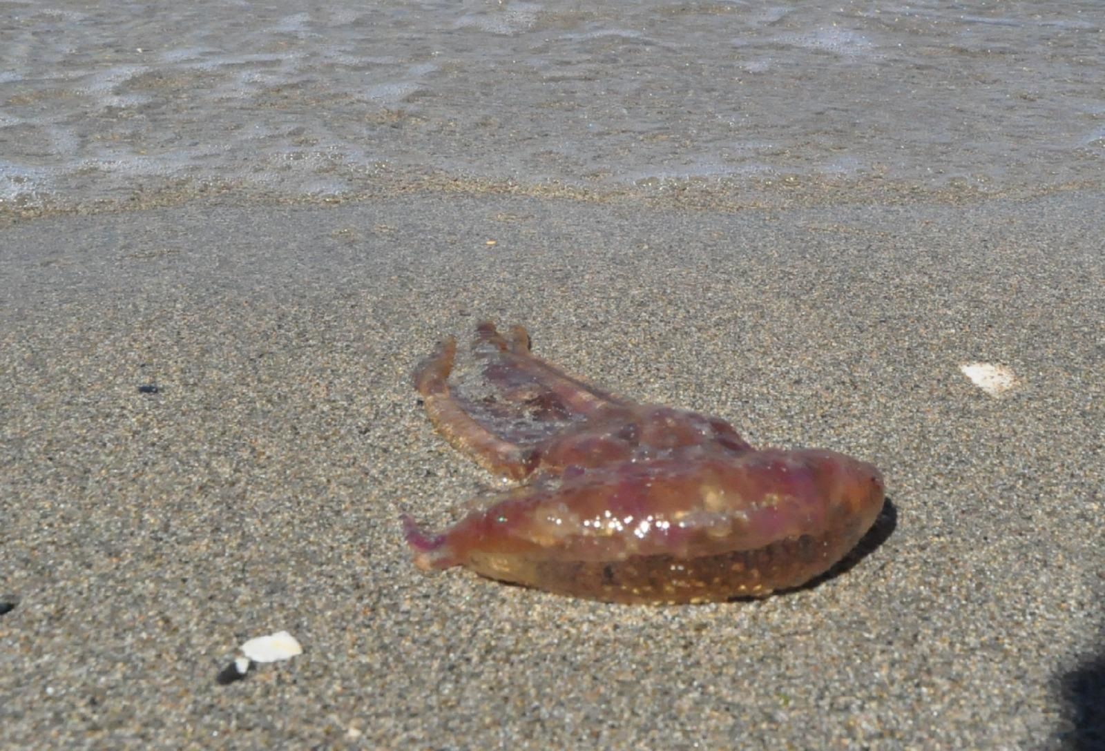 Uno de los ejemplares encontrados en la orilla de La Ribera