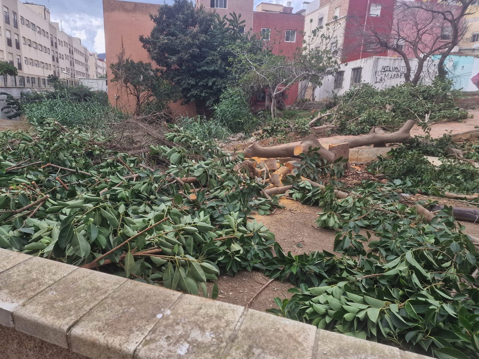 Un árbol caído en un terreno de Ceuta