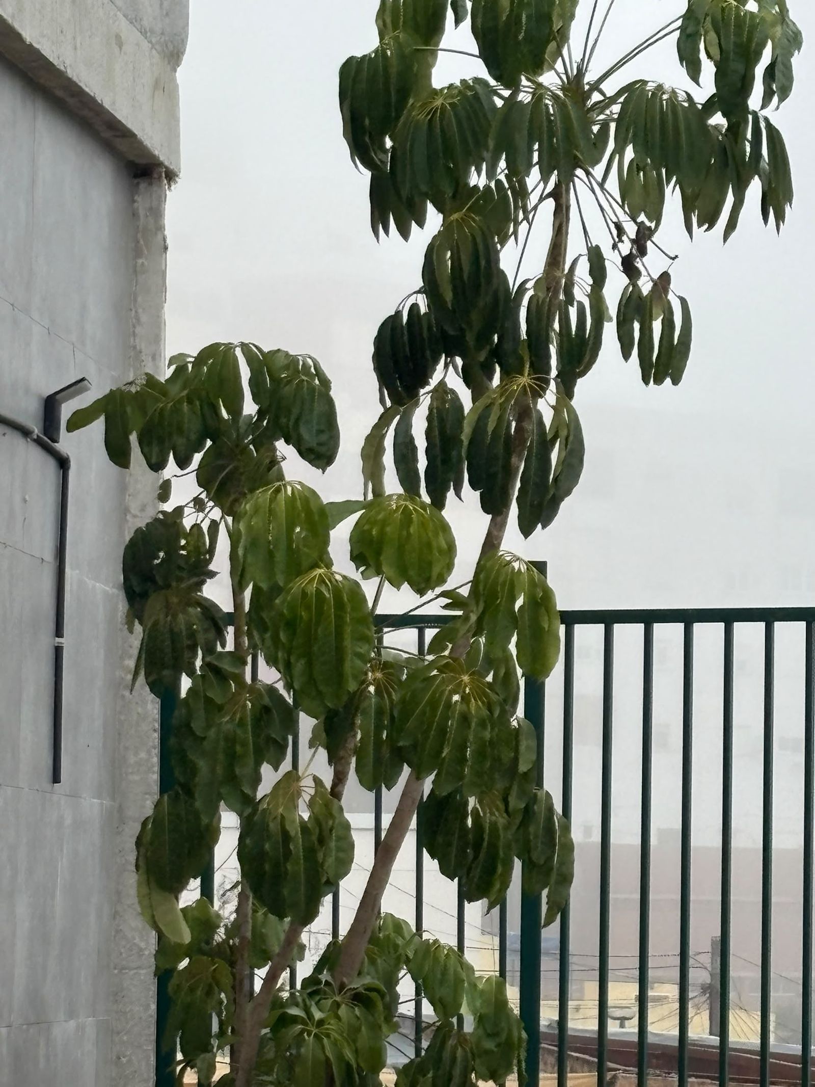 Los vecinos de Nicaragua dicen basta y reclaman una actuación urgente en la zona