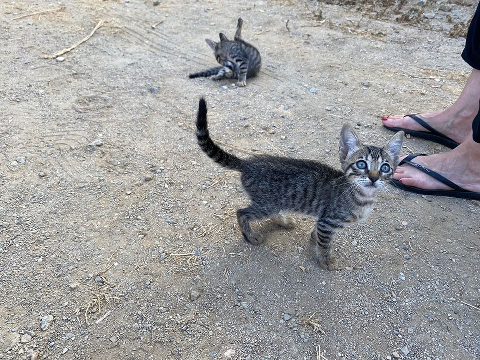 “En la ciudad se estima que hay unos 6.000 gatos en la calle”. / FOTO E.P. “En la ciudad se estima que hay unos 6.000 gatos en la calle”. / FOTO E.P.