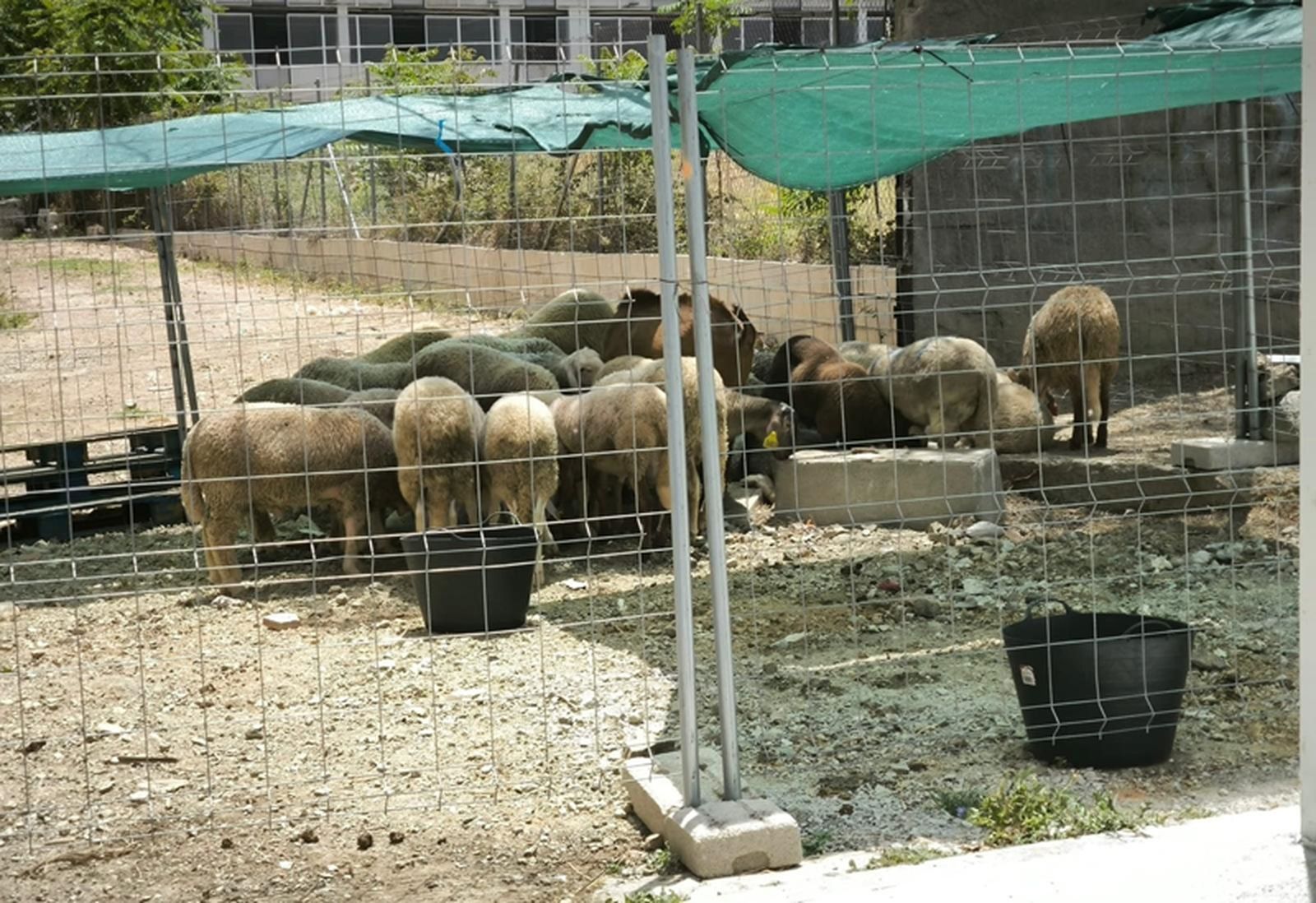 Carneros en el matadero de la Antigua Estación del Ferrocarril. / FOTO NICOL’S