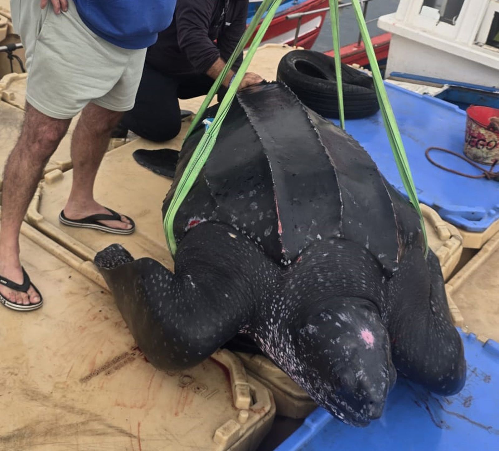 Imagen de la tortuga láud recuperada