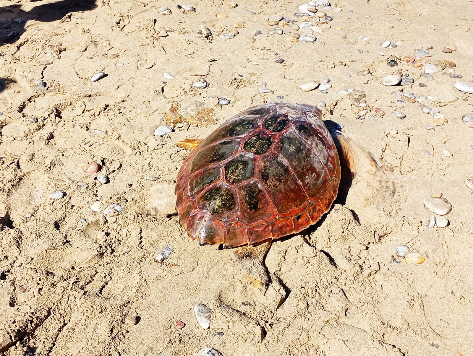 Bonita mañana ecológica en la playa de San Amaro