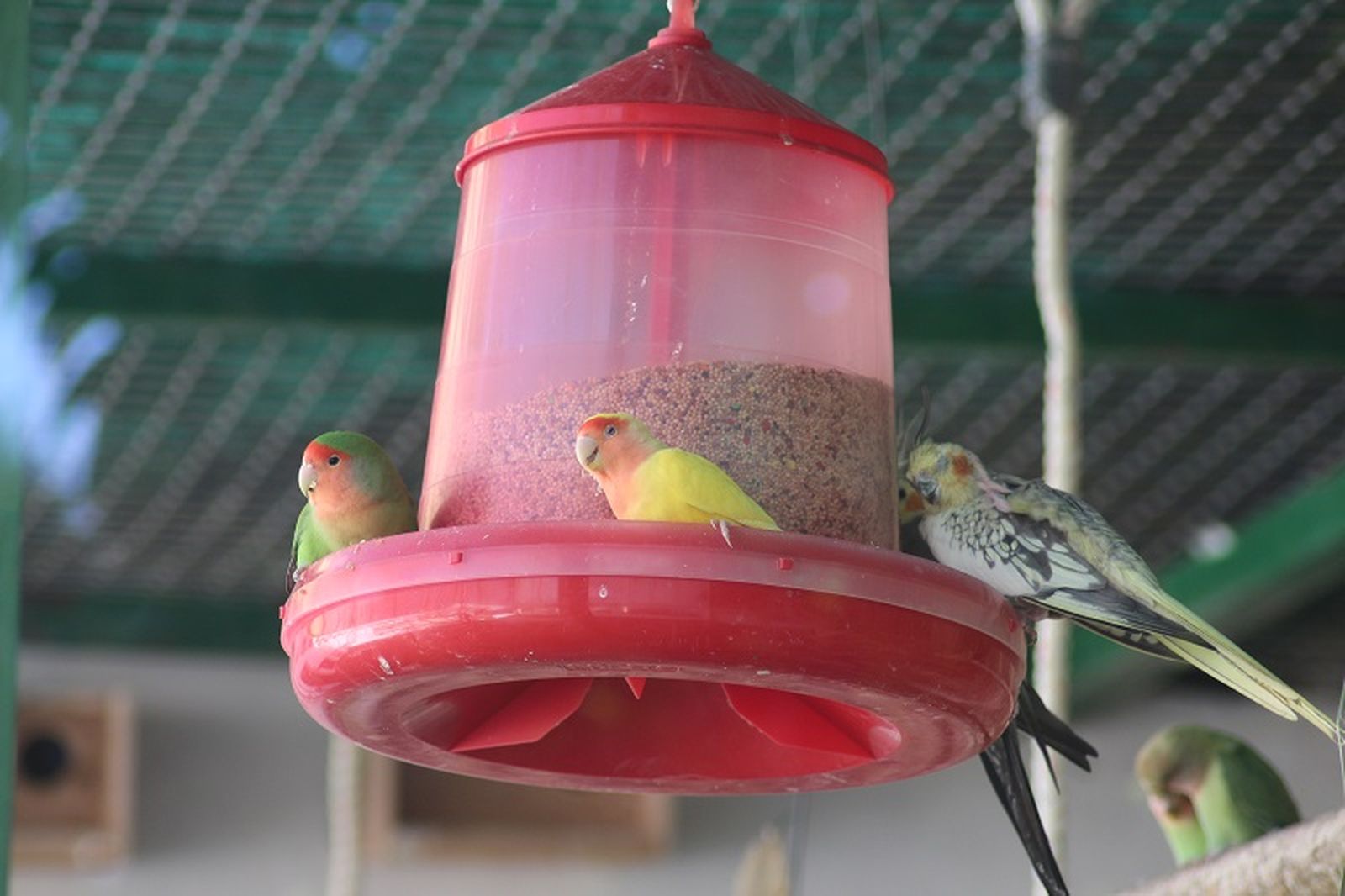 2814_pajaros-san-amaro_1007web