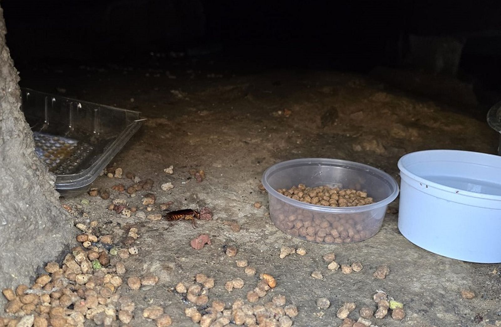 Una cucaracha junto al comedero y bebedero de los gatos en el interior del aljibe de 'Polígono 30', tras ser limpiado ayer. / FOTO CEDIDA