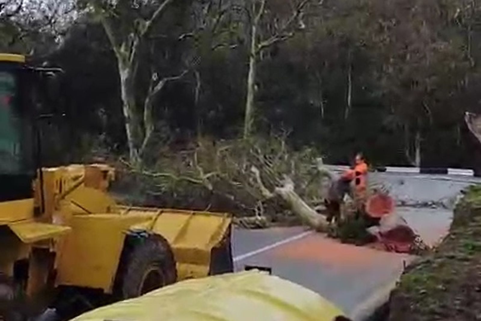 Un árbol caído cerca del colegio de Benzú