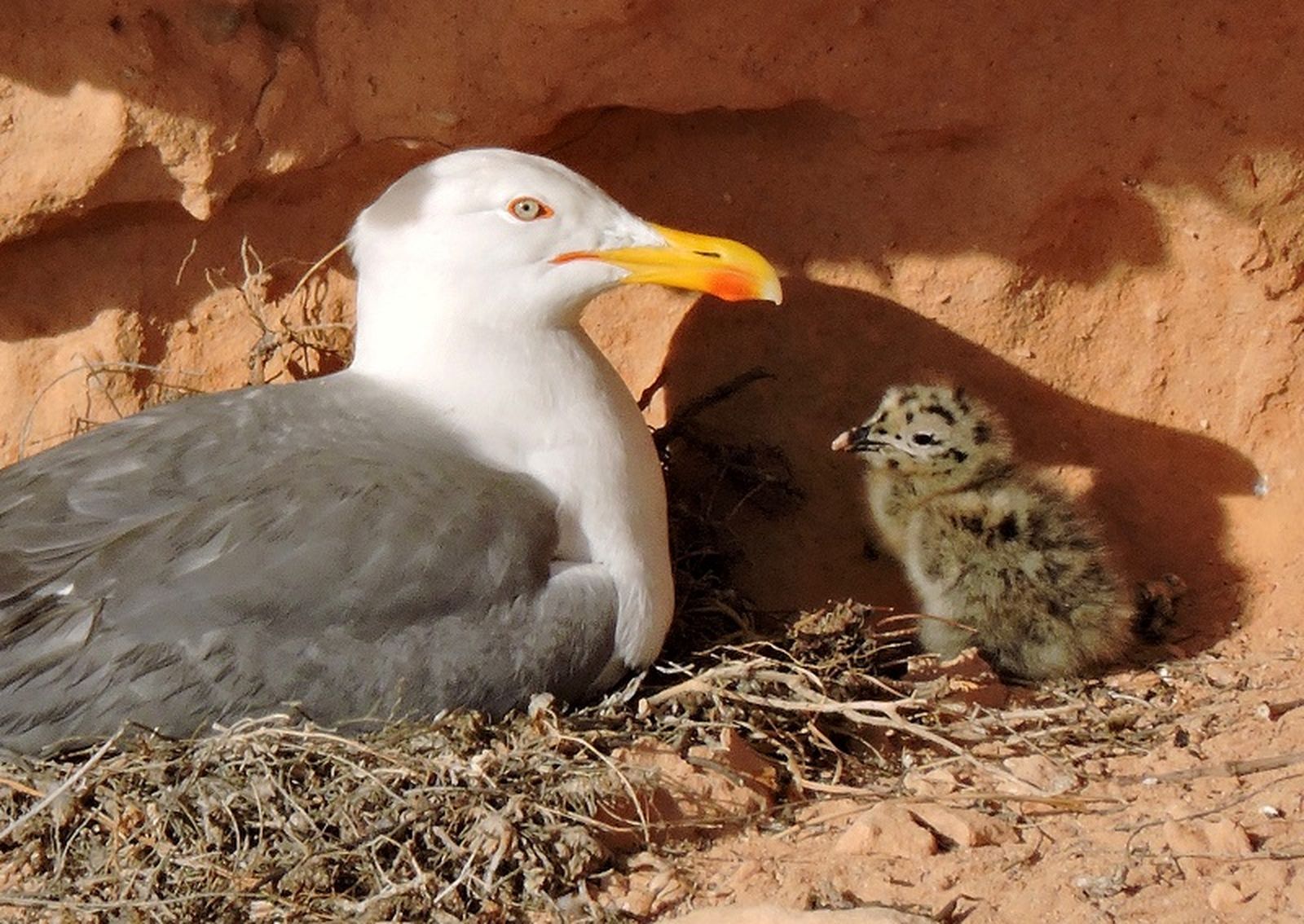 8929_1337_gaviota-interet