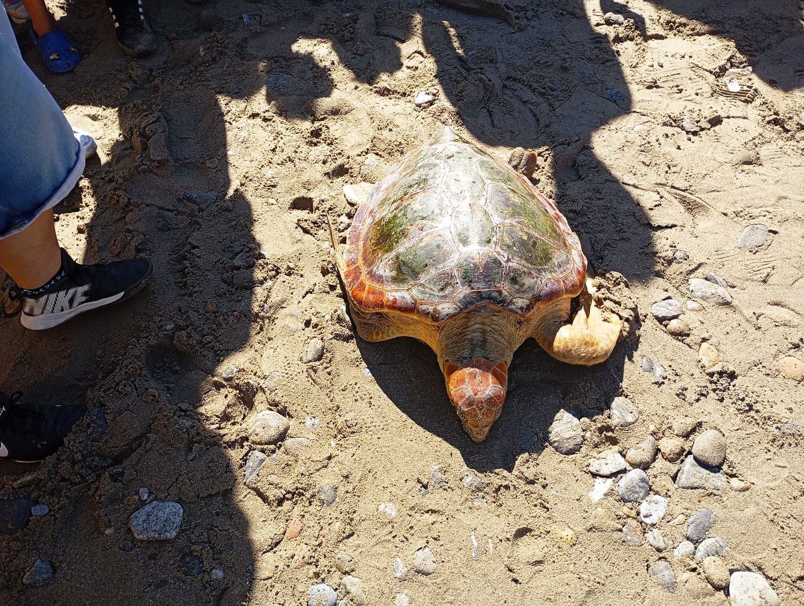 Bonita mañana ecológica en la playa de San Amaro