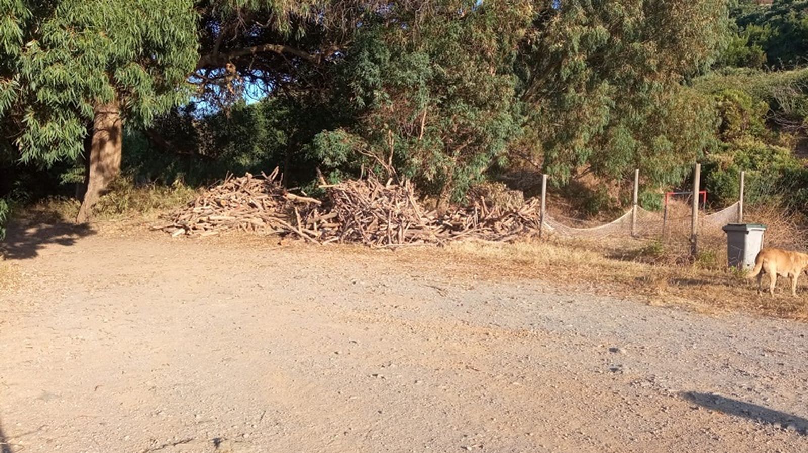 Imagen de arbolado en Ceuta